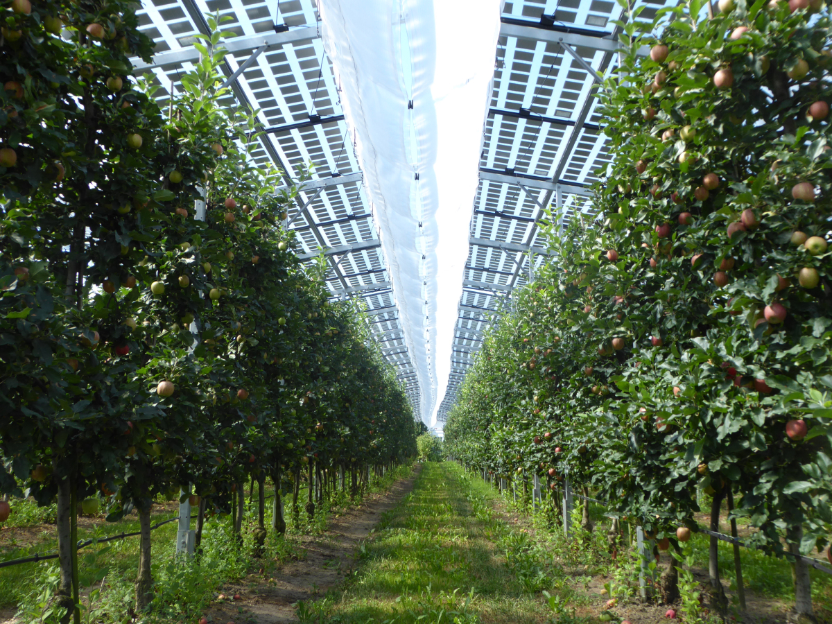 Agri PV Anlage über Obstbäumen