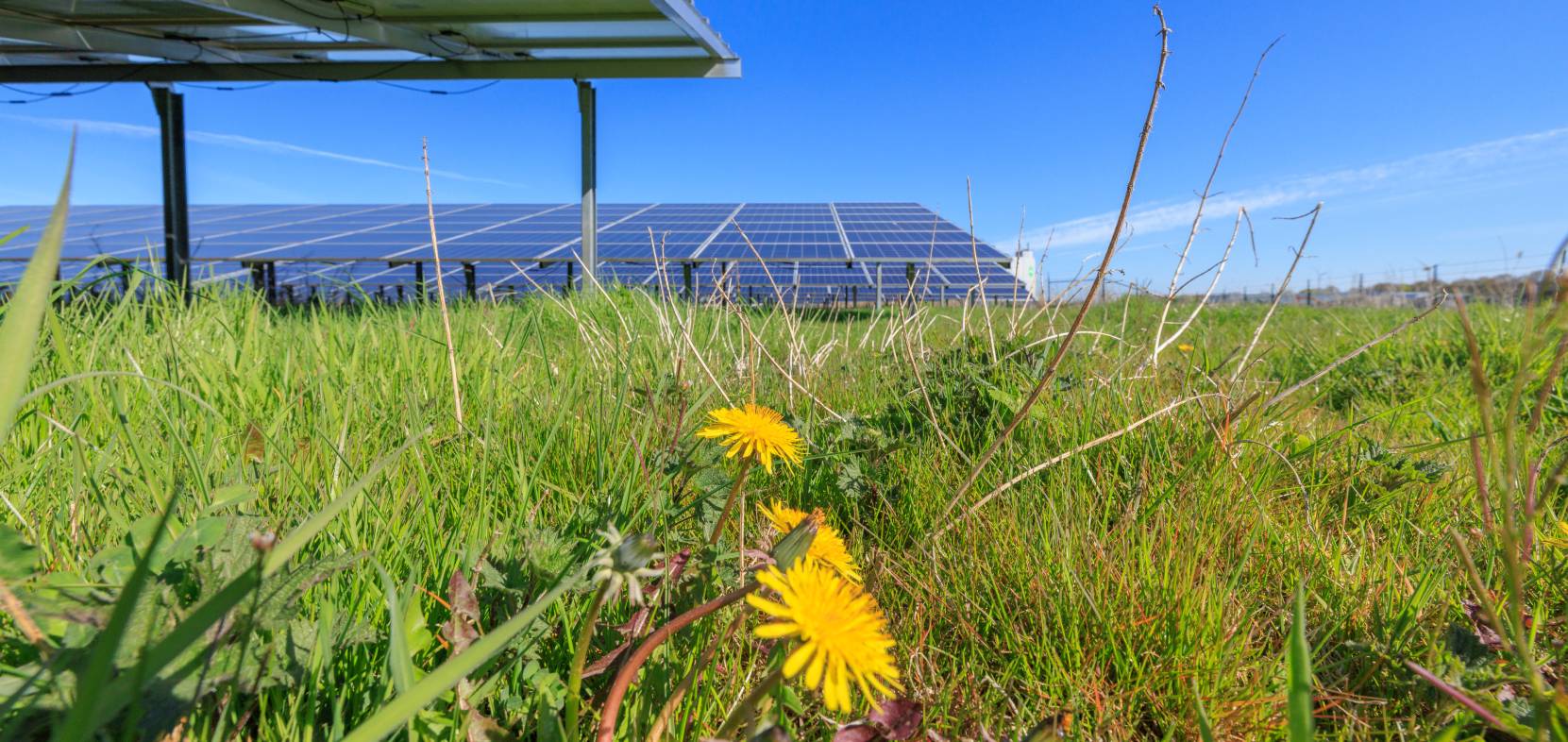 Solaranlagen auf landwirtschaftlichen Flächen: Umweltschutz & Solarenergie sind gut miteinander vereinbar.